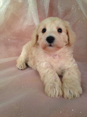 Female Mini Cream Schnoodle Puppy Available for $950 Located Near Joice Iowa 50446